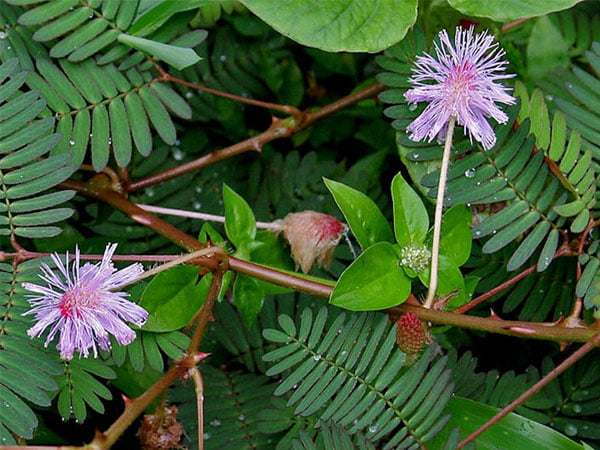 Thuốc bằng cây xấu hổ xông tắm điều trị viêm khớp