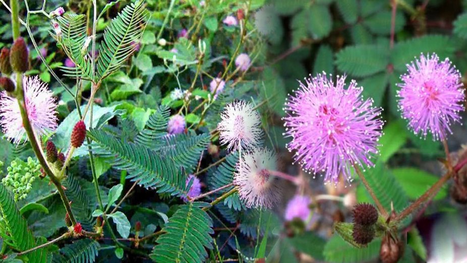 Dược tính và đặc điểm của cây xấu hổ