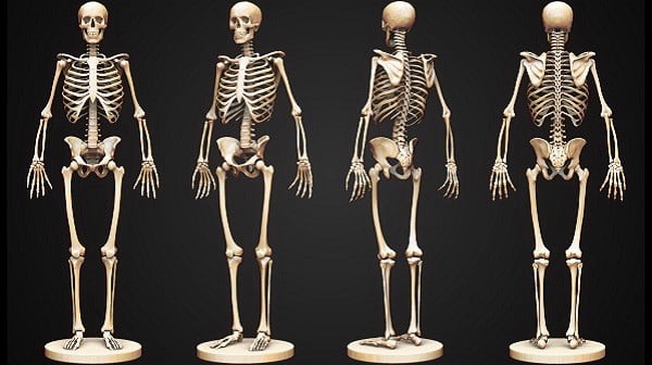 Cơ thể người có bao nhiêu loại khớp xương