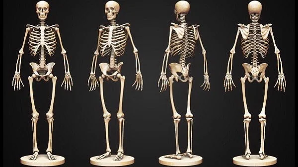 Cơ thể người có bao nhiêu loại khớp xương