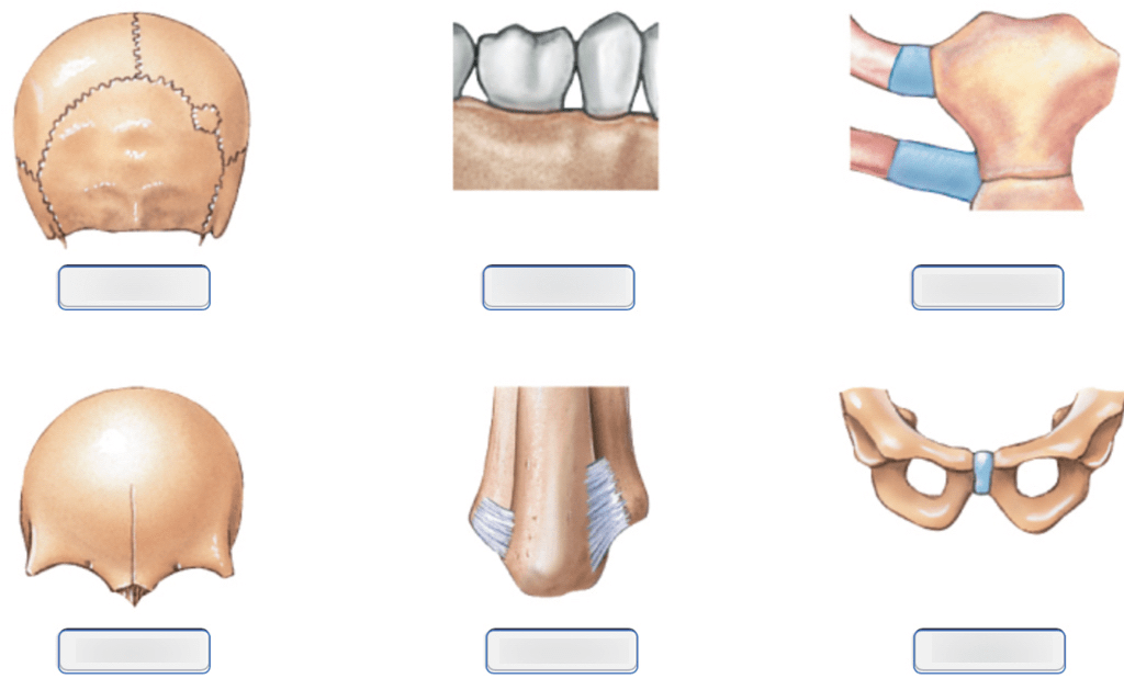 Cơ thể con người có bao nhiêu khớp?
