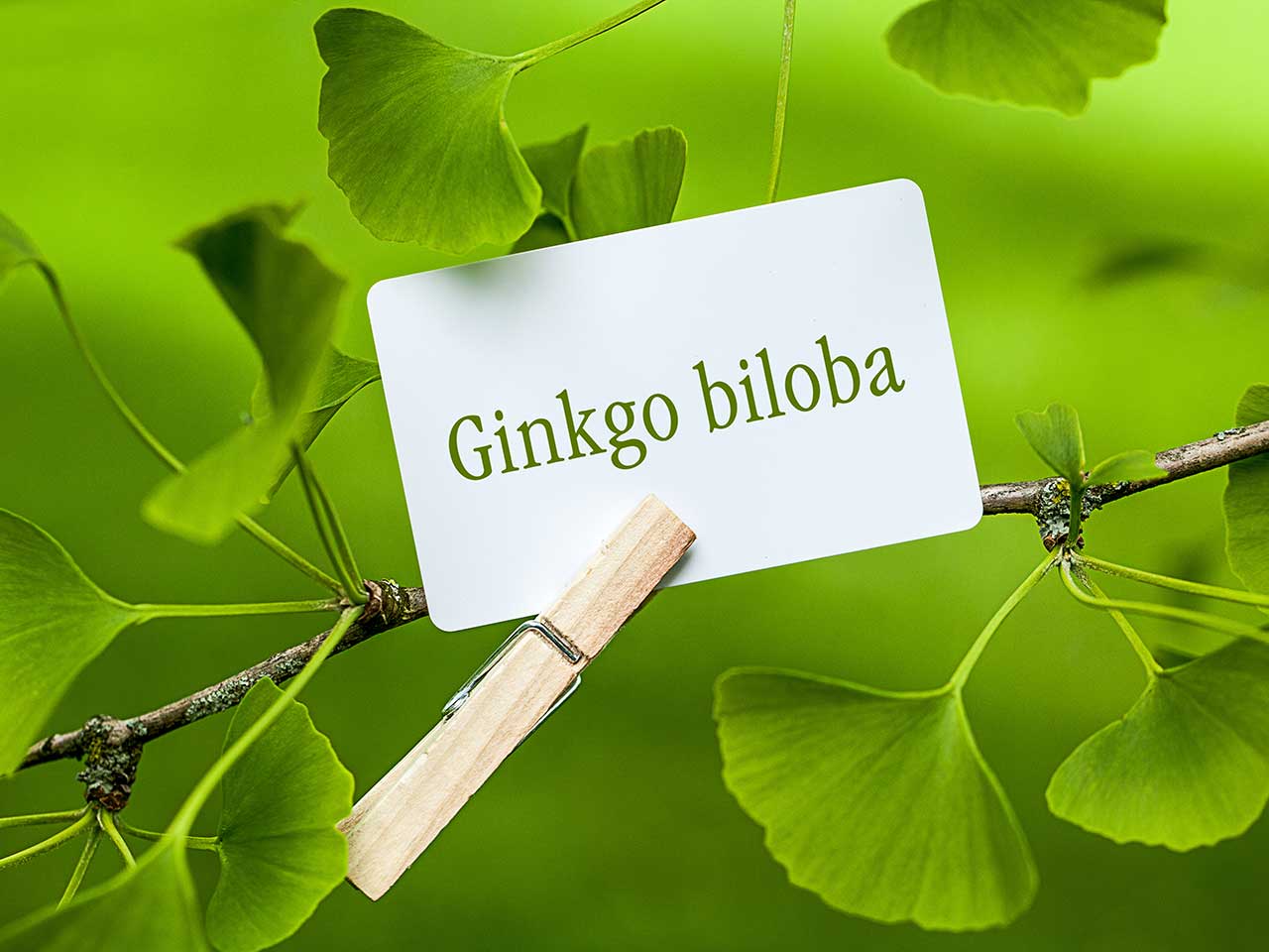 Review Bổ Não Ginkgo Biloba 120Mg.